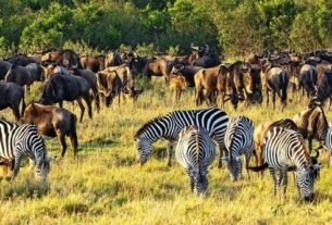 7 Essential Kenya Luxury Safari Experiences for Wildlife Lovers